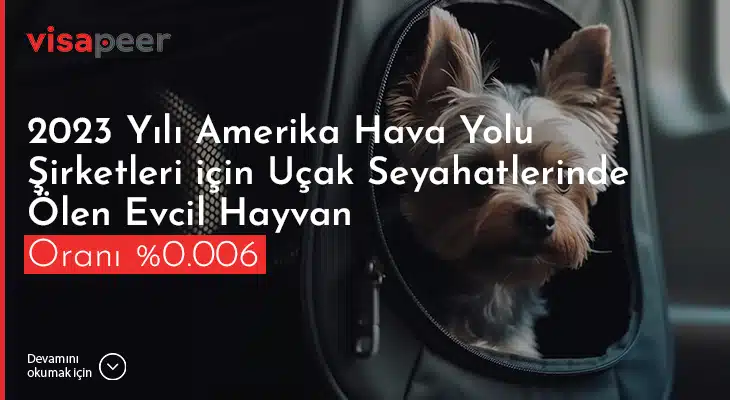 Amerika'ya evcil hayvan götürme