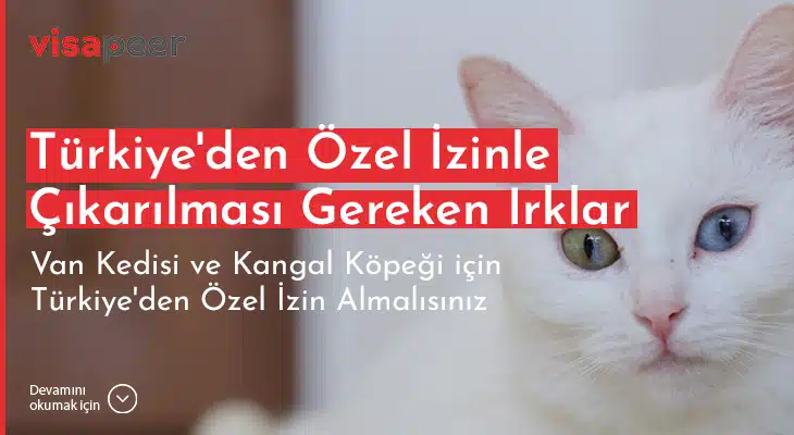 ameriya van kedisi kangal köpeği götürmek